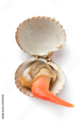 Open Prickly cockle with an extending long foot