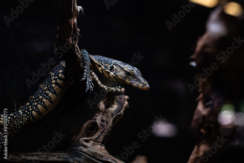 portrait of live monitor lizard varan dof sharp focus space for text macro reptile jungle aquarium home pet