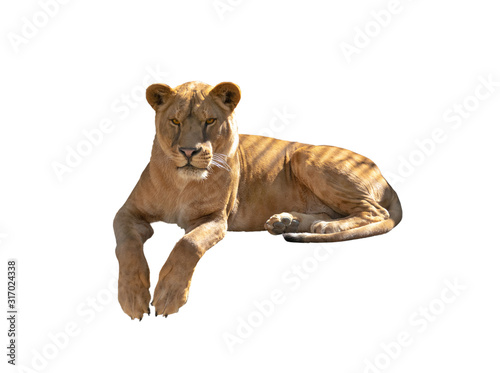 Photo lioness isolated on a white