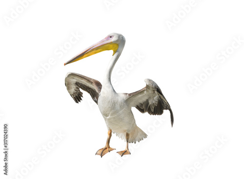 Pelican isolated on a white