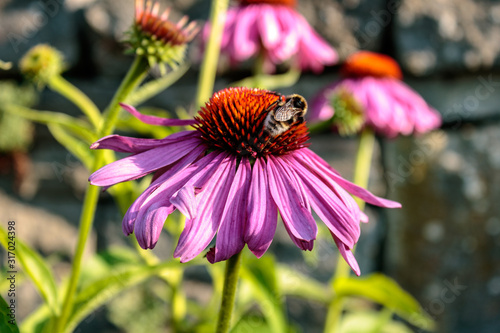 Honeybee on purple coneflower (Echinacea purpurea) in summer, close up 
