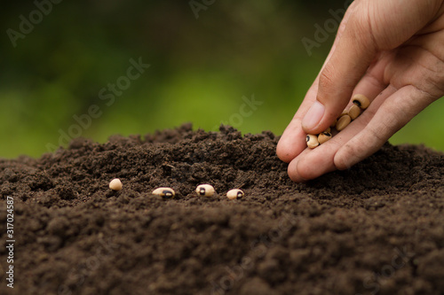 Fototapeta Hand Sowing seeds to losing soil