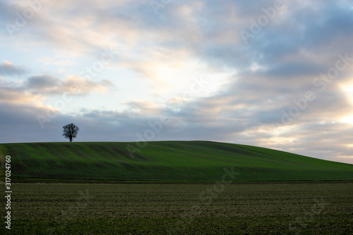 sunset over green field with solitary tee