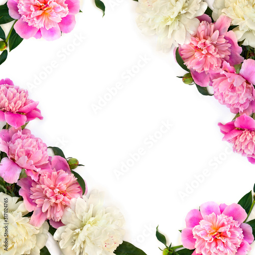 Frame of pink and white peonies on a white background with space for text. Top view, flat lay