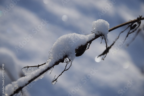 Frozen