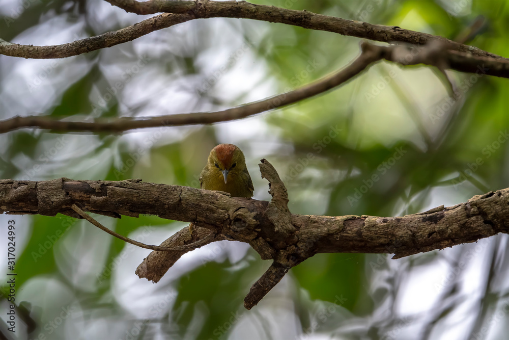 Rufous-capped Babbler (Formal Name: Stachyris ruficeps) in Tai Po Kau Nature Trail, Hong Kong. Rufous-capped Babbler (Formal Name: Stachyris ruficeps) in Tai Po Kau Nature Trail, Hong Kong.