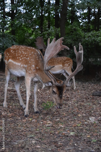 Deers