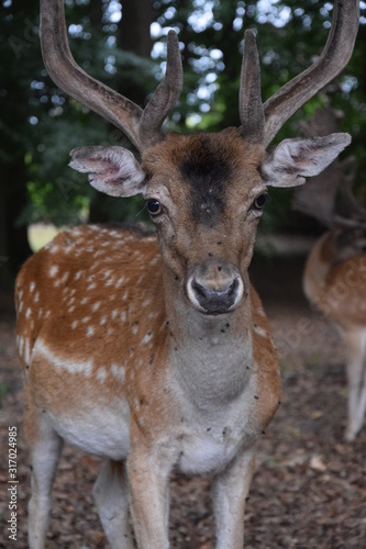 Deer