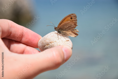 Trustful butterfly