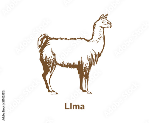 Vector of Realistic llama hand drawn design eps   format, suitable for your design needs, logo, illustration, animation, etc.