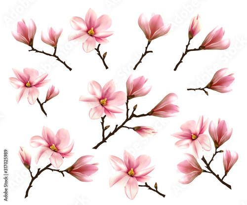 Big Collection with Branches of Pink Magnolia. Vector illustration