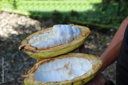 open cocoa fruit in the rainforest of Ecuador