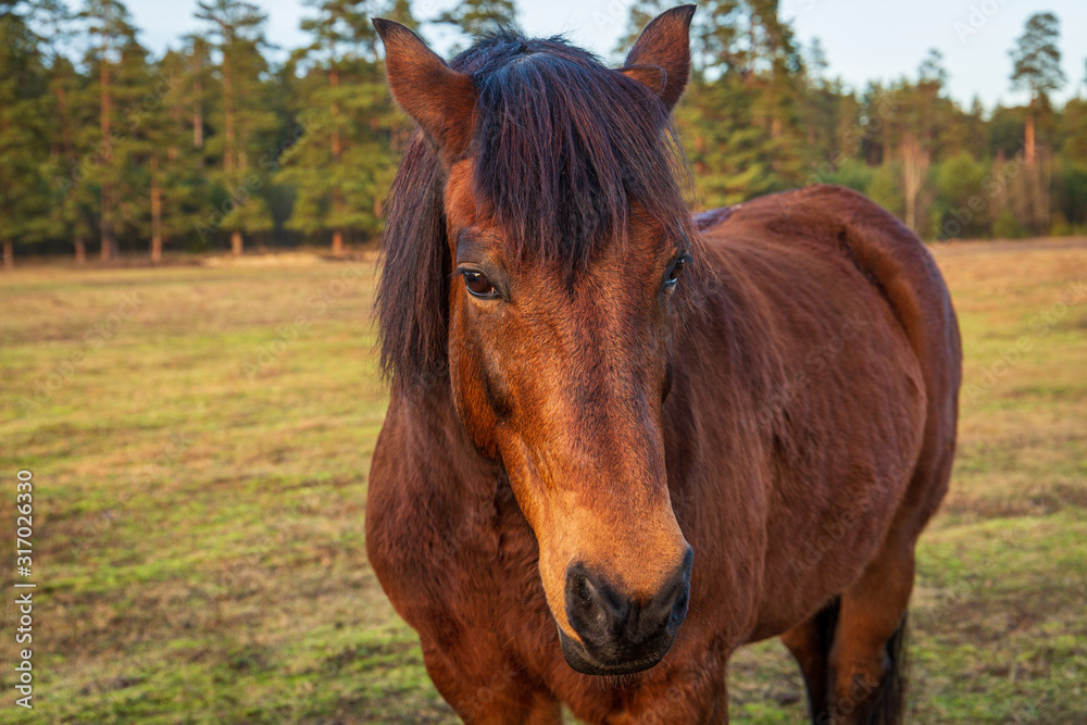 A portrait of brown horse standing in field in winter season without snow in Latvia A portrait of brown horse standing in field in winter season without snow in Latvia