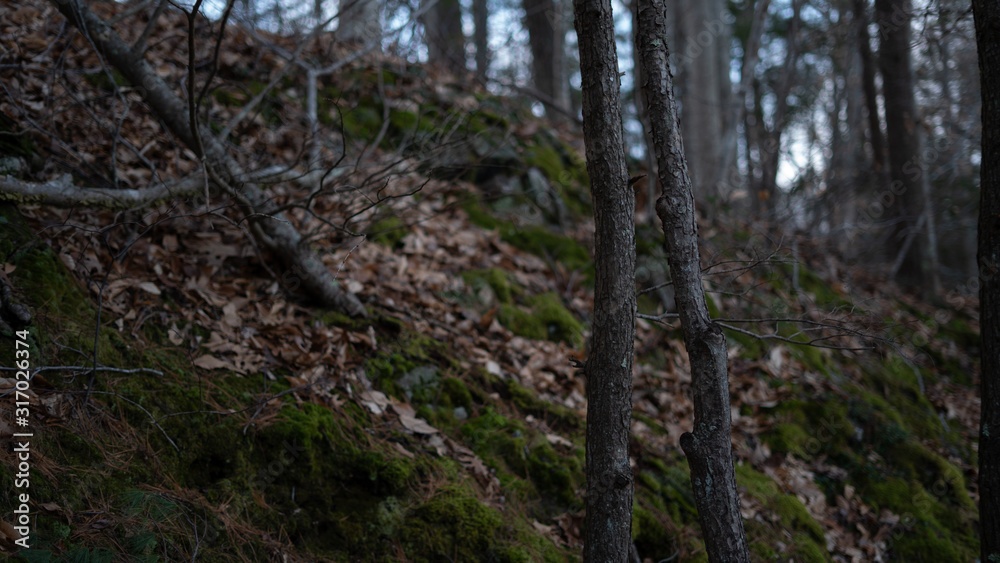 Two small trees in focus in the foreground, with a background of a hill, dead trees and moss Two small trees in focus in the foreground, with a background of a hill, dead trees and moss