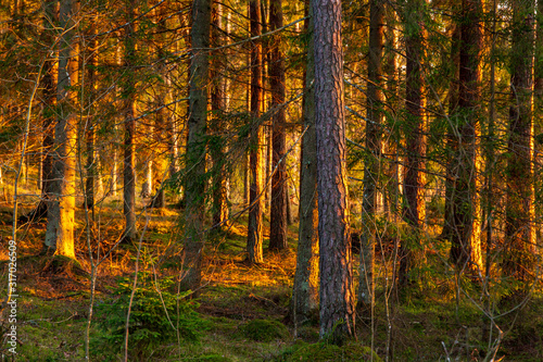 Sunset scene in forest with bright yellow sunlight falling on trees in sunset hour in winter without snow in Latvia