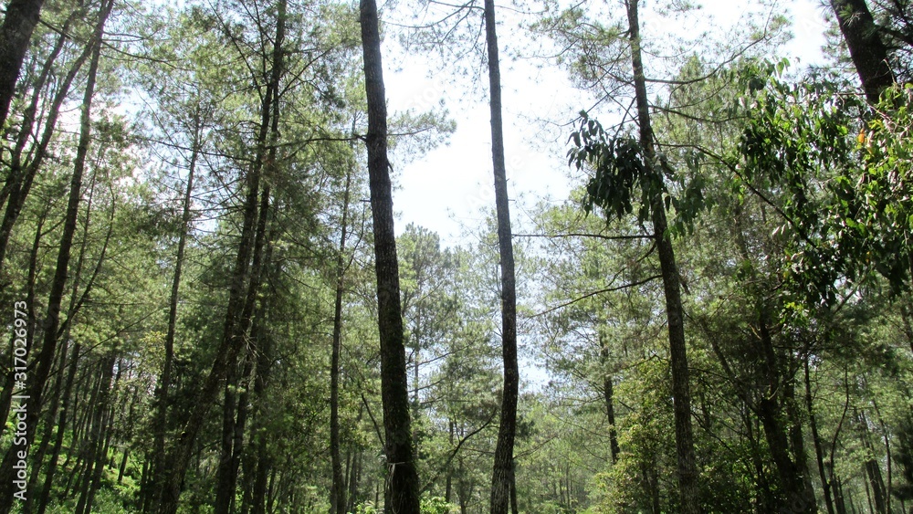 Fototapeta premium beautiful natural scenery on the hill looks high and big trees in the wind