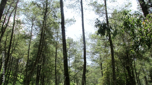 beautiful natural scenery on the hill looks high and big trees in the wind