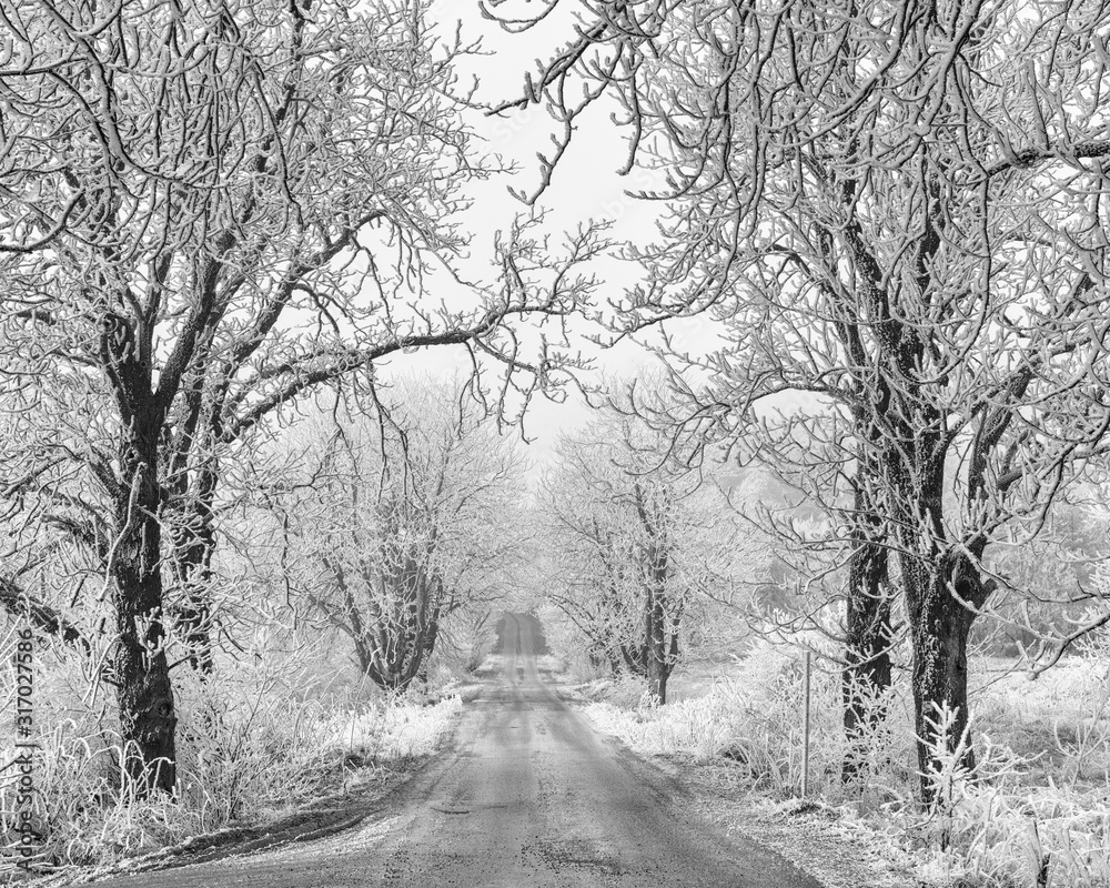 Beautiful winter landscape, scenic view of the rural dirt road and frozen graphic white trees. Outdoor travel background
