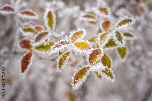 Frozen colorful leaves in the garden, natural winter background, macro image with selective focus © larauhryn