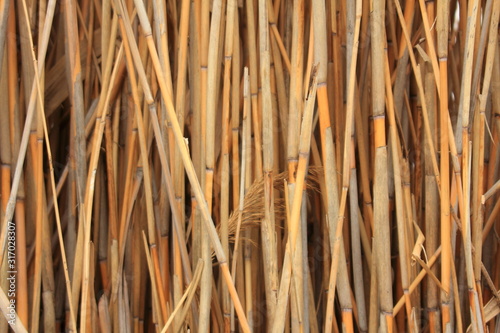 Dried stalks of dense reed.