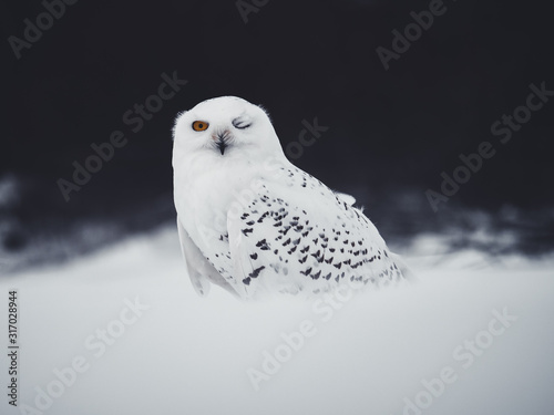 Snowy owl (Bubo scandiacus) on snowy ground. Snowy owl portrait. Snowy owl closeup photo. © Peter