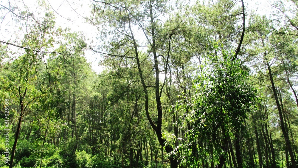 Naklejka premium beautiful natural scenery on the hill looks high and big trees in the wind