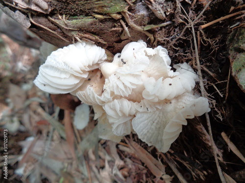 natural white mushroom with dried bamboo leaves and branch in the nature