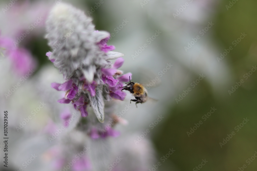 Garten, Hummel, Pflanze, Flug, Natur Garten, Hummel, Pflanze, Flug, Natur