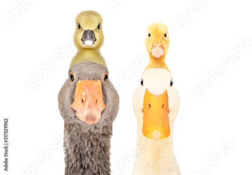 Portrait of goose and duck with gosling and duckling on the head isolated on white background