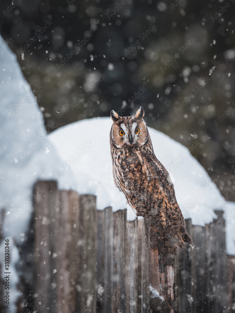 Long-eared owl (Asio otus) sitting on the snowy rock. Beautiful owl with orange eyes on the snowy rock. Dark background. Long-eared owl in winter forest. Long-eared owl (Asio otus) sitting on the snowy rock. Beautiful owl with orange eyes on the snowy rock. Dark background. Long-eared owl in winter forest.