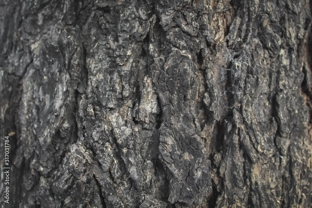 bark of a neem tree bark of a neem tree