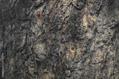 bark of neem tree