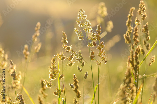 grass blades of field plants in the background light blurred