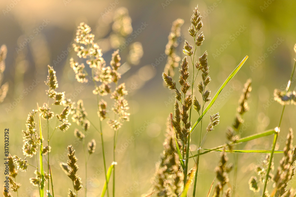 the background is blurred out of focus grass blades of field plants in the background light on a meadow the background is blurred out of focus grass blades of field plants in the background light on a meadow