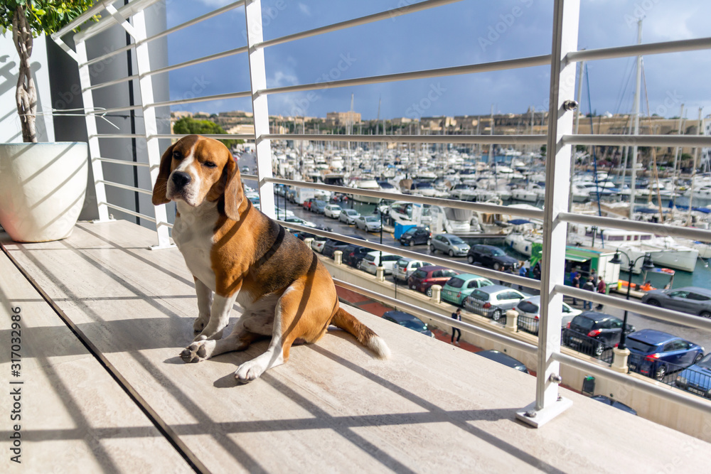 Beagle dog on a balcony at sunny day. Sea view terrace