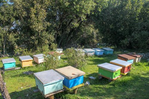 Trabajo de apicultura en el cerro © Byron