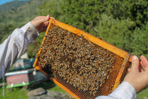 Trabajo de apicultura en el cerro