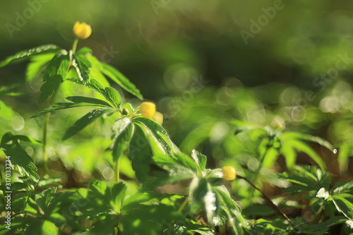 buttercups flowers background / abstract background seasonal, spring, summer, nature flower, yellow wild flowers
