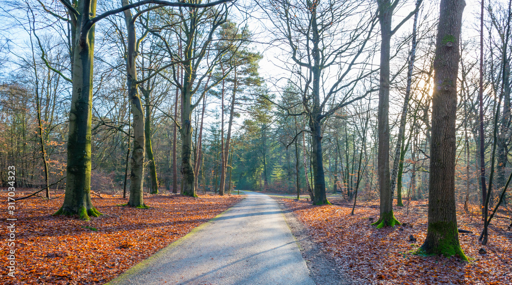 Fototapeta premium Path in a forest with pines and beeches in sunlight in winter