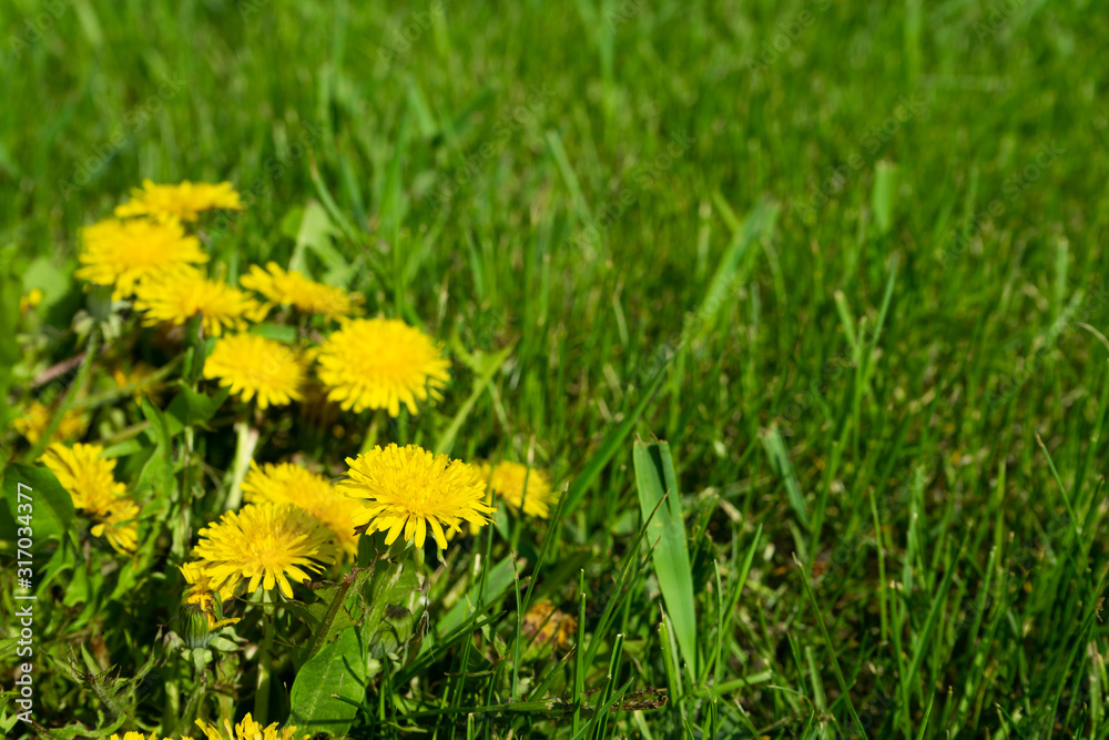 Yellow dandelions on a background of green grass. Flowers bloom in spring. Yellow dandelions on a background of green grass. Flowers bloom in spring.
