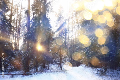 rays of the sun landscape winter forest, glow landscape in a beautiful snowy forest seasonal panorama of winter © kichigin19