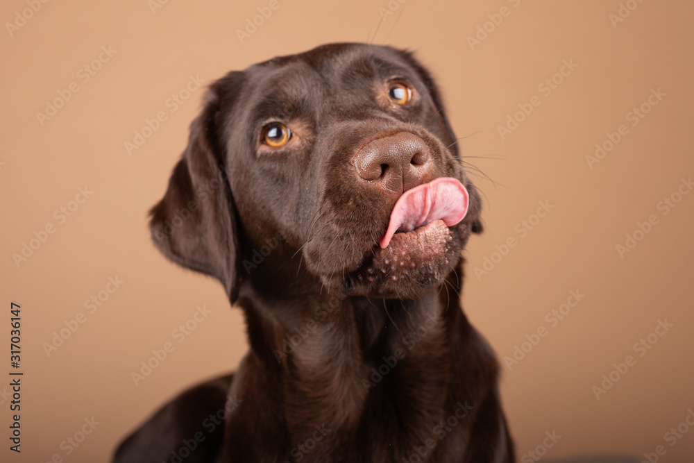 Dog labrador puppy brown chocolate in studio, isolated background headshots of one year old dog. Dog labrador puppy brown chocolate in studio, isolated background headshots of one year old dog.