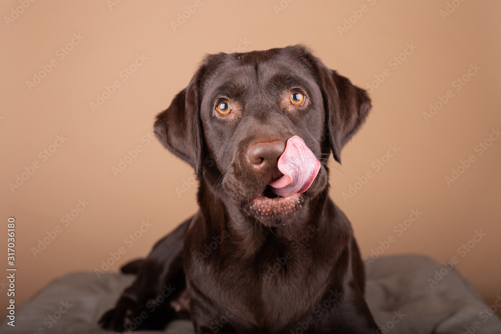 Dog labrador puppy brown chocolate in studio, isolated background headshots of one year old dog. Dog labrador puppy brown chocolate in studio, isolated background headshots of one year old dog.