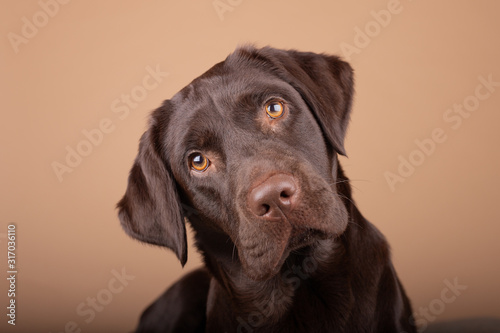Dog labrador puppy brown chocolate in studio, isolated background headshots of one year old dog.