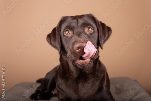 Canvas Print Dog labrador puppy brown chocolate in studio, isolated background headshots of one year old dog