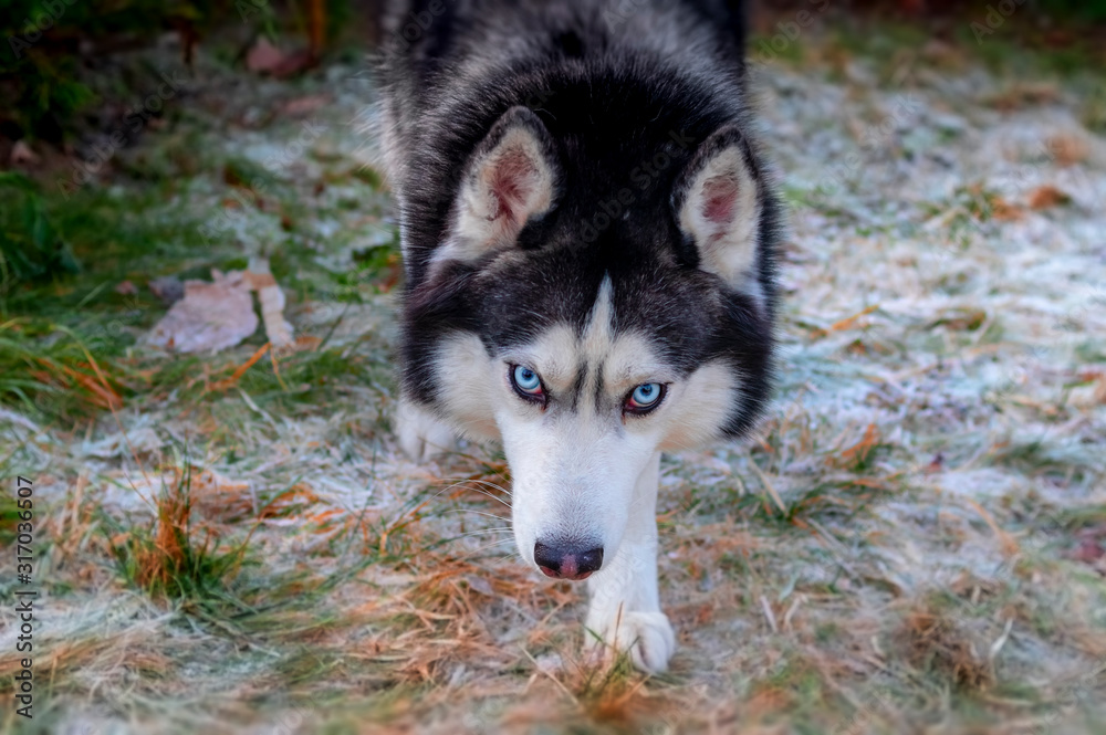 Siberian husky dog sneaks up to the man and looks at the camera. Top view from the front