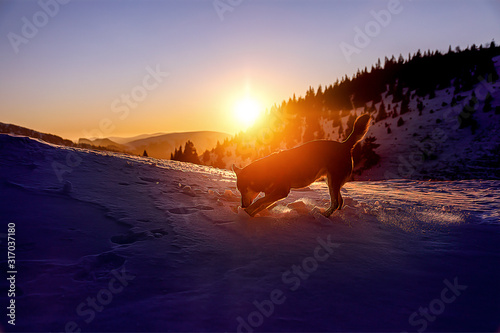 dog playing on the snow on mountains at sunset, computer painting effect. © jozefklopacka