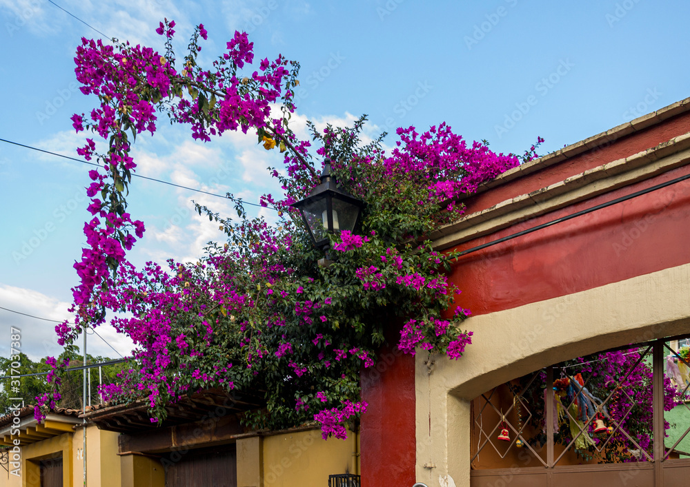 Bougainvillea growing on traditional Mexico house Oaxaca Mexico Stock ...