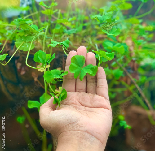 plant in hand