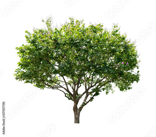 Tree isolated on white background for use in architectural design or more.